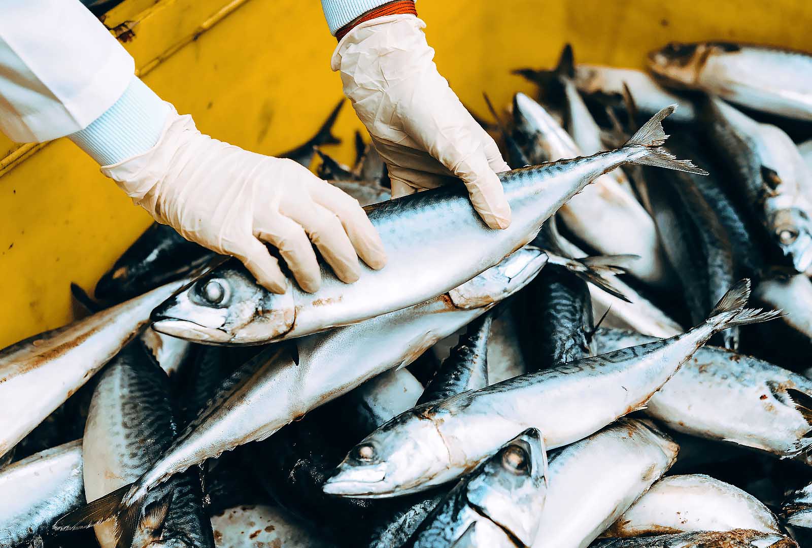 Рыбная промышленность в Калининграде